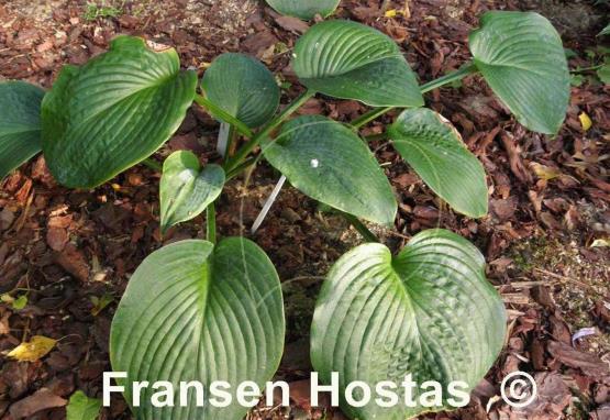 Hosta Helen Doriot